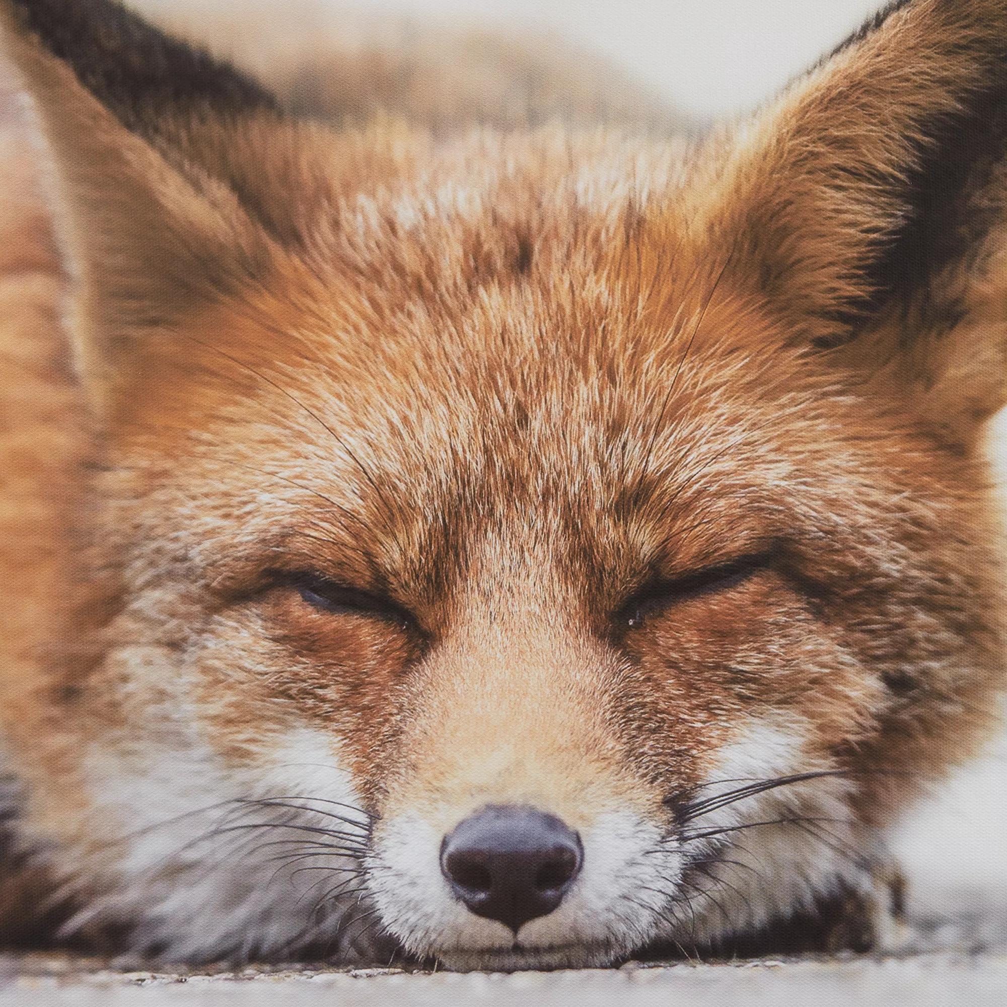 Sleeping Fox Wall Art