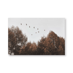 Birds over Fall Forest Printed Canvas