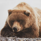 Resting Bear Framed Art