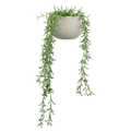 Hanging Vine in Ceramic Pot