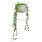 Hanging Vine in Ceramic Pot
