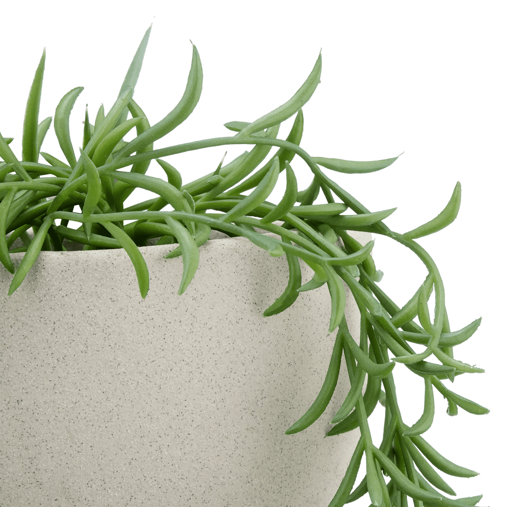 Hanging Vine in Ceramic Pot