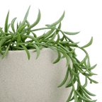 Hanging Vine in Ceramic Pot