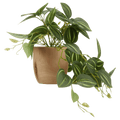 Artificial Fittonia in Wood Pot
