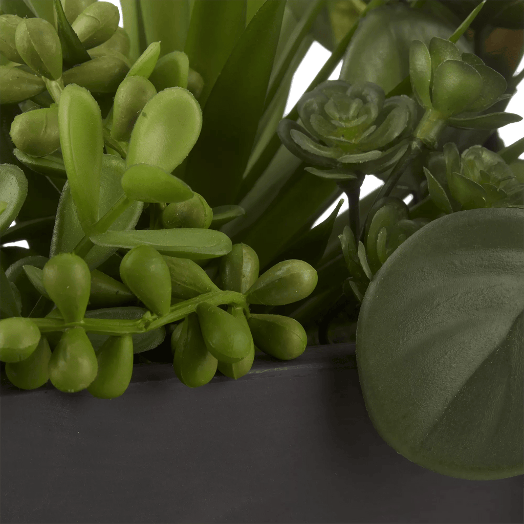 Succulents in Ceramic Pot