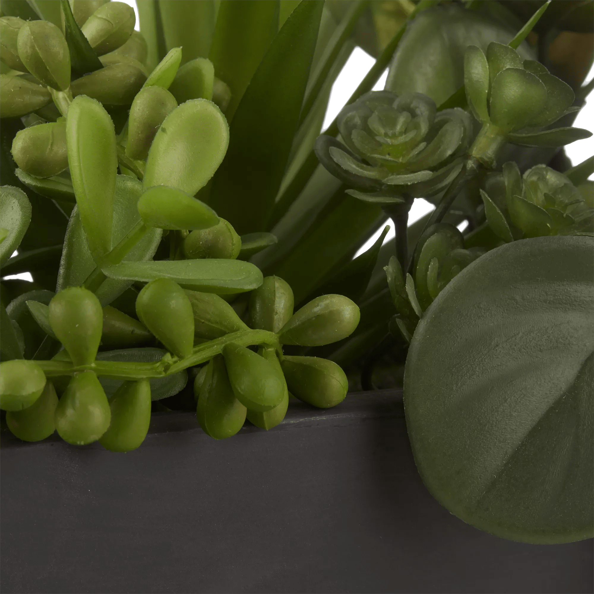 Succulents in Ceramic Pot