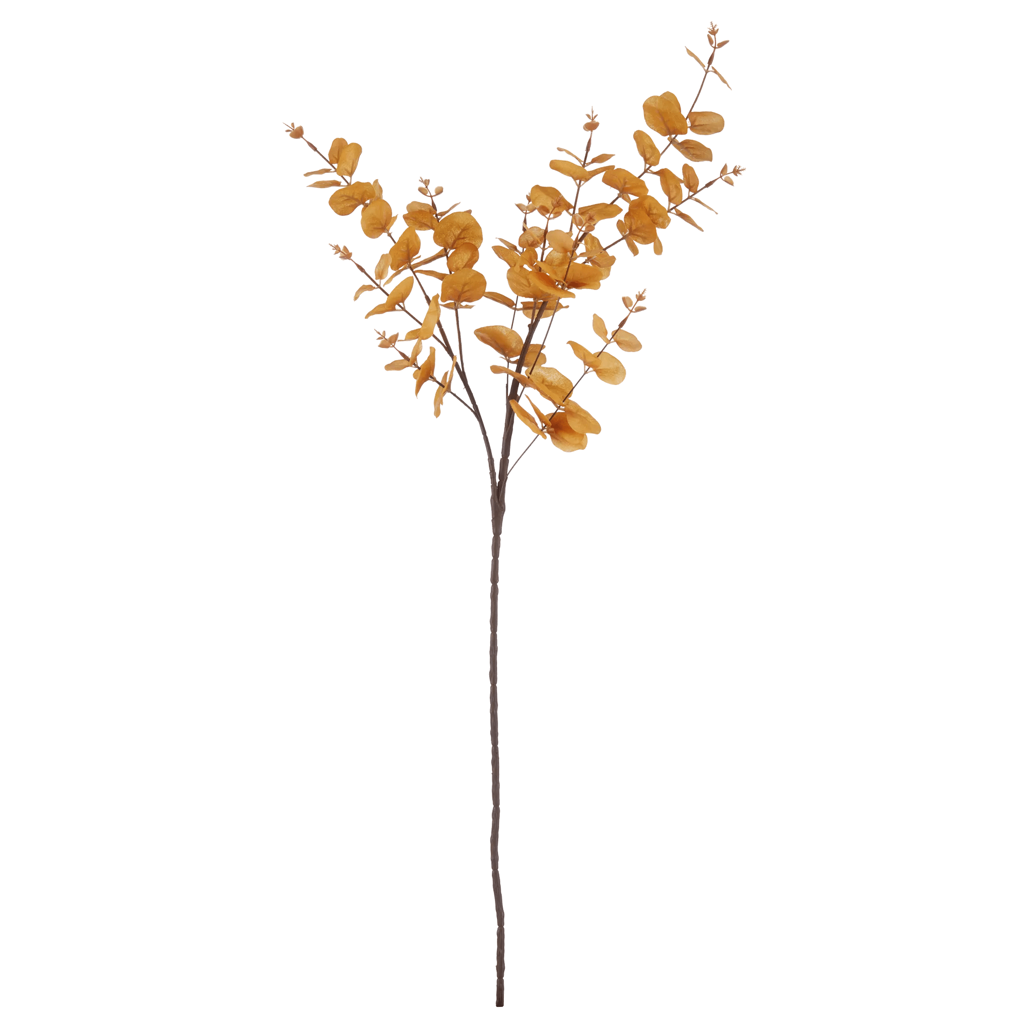 Yellow Eucalyptus Stem