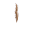 Pampas Stem