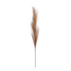 Pampas Stem
