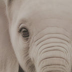 Set of 2 Animals Framed Canvases