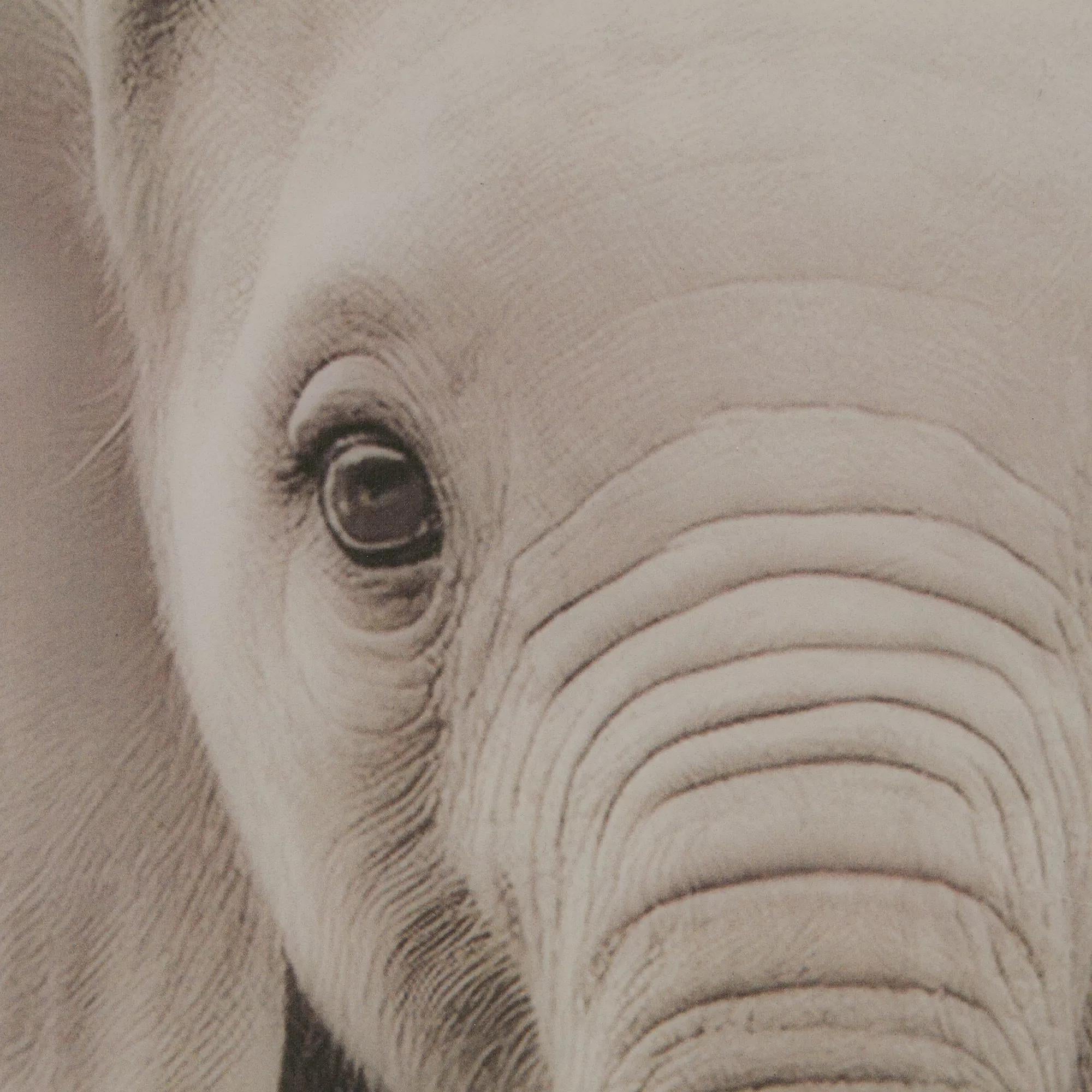 Set of 2 Animals Framed Canvases