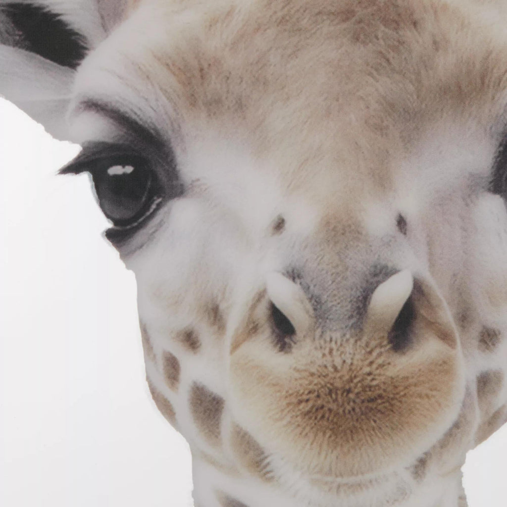 Set of 2 Animals Framed Canvases