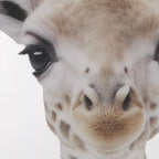 Set of 2 Animals Framed Canvases