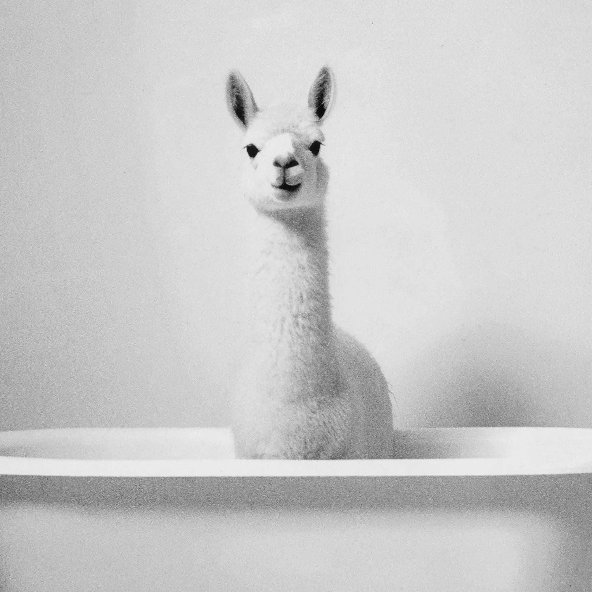 LLama in Bathtub Printed Framed Canvas