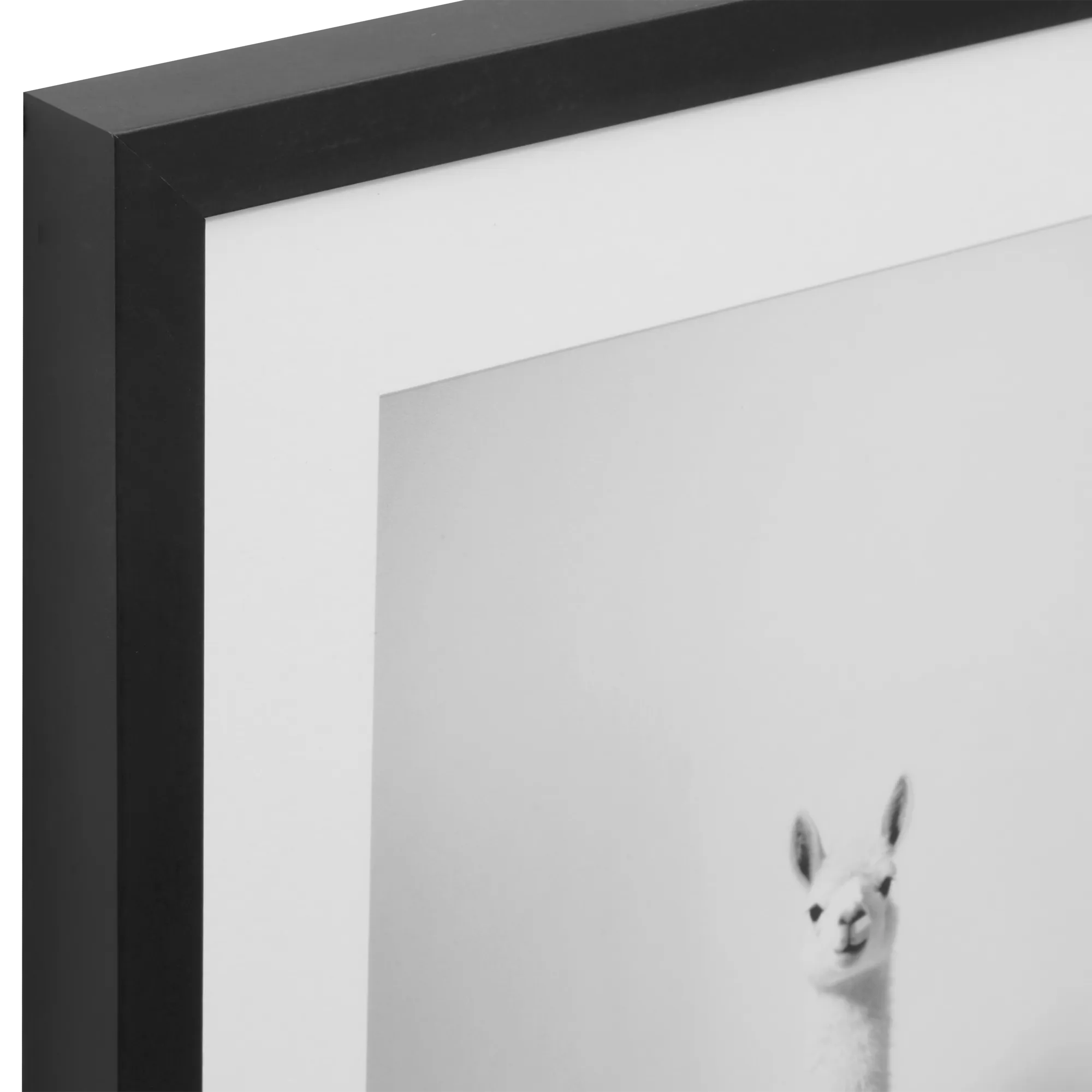 LLama in Bathtub Printed Framed Canvas