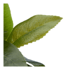 Artificial Plant in Striped Pot