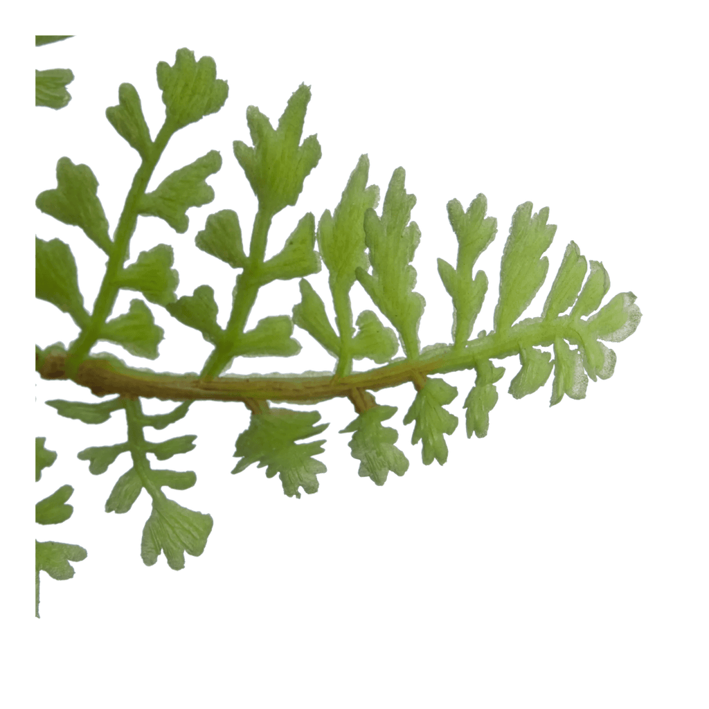 Pot with Artificial Fern