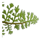 Pot with Artificial Fern