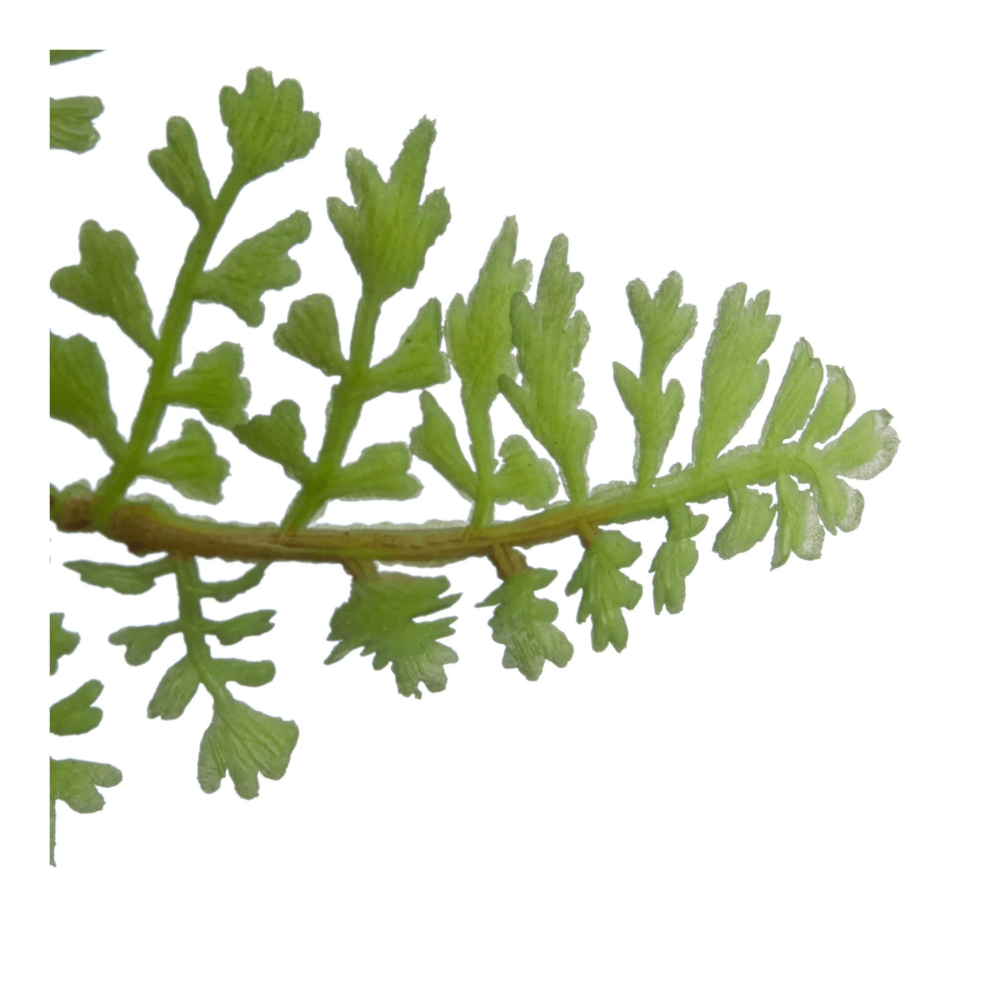 Pot with Artificial Fern