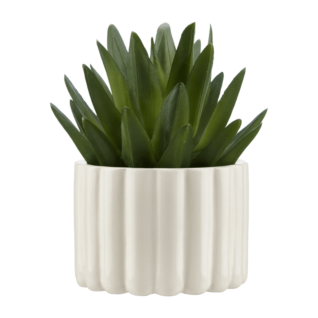 Agave in Pot