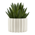 Agave in Pot