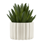 Agave in Pot