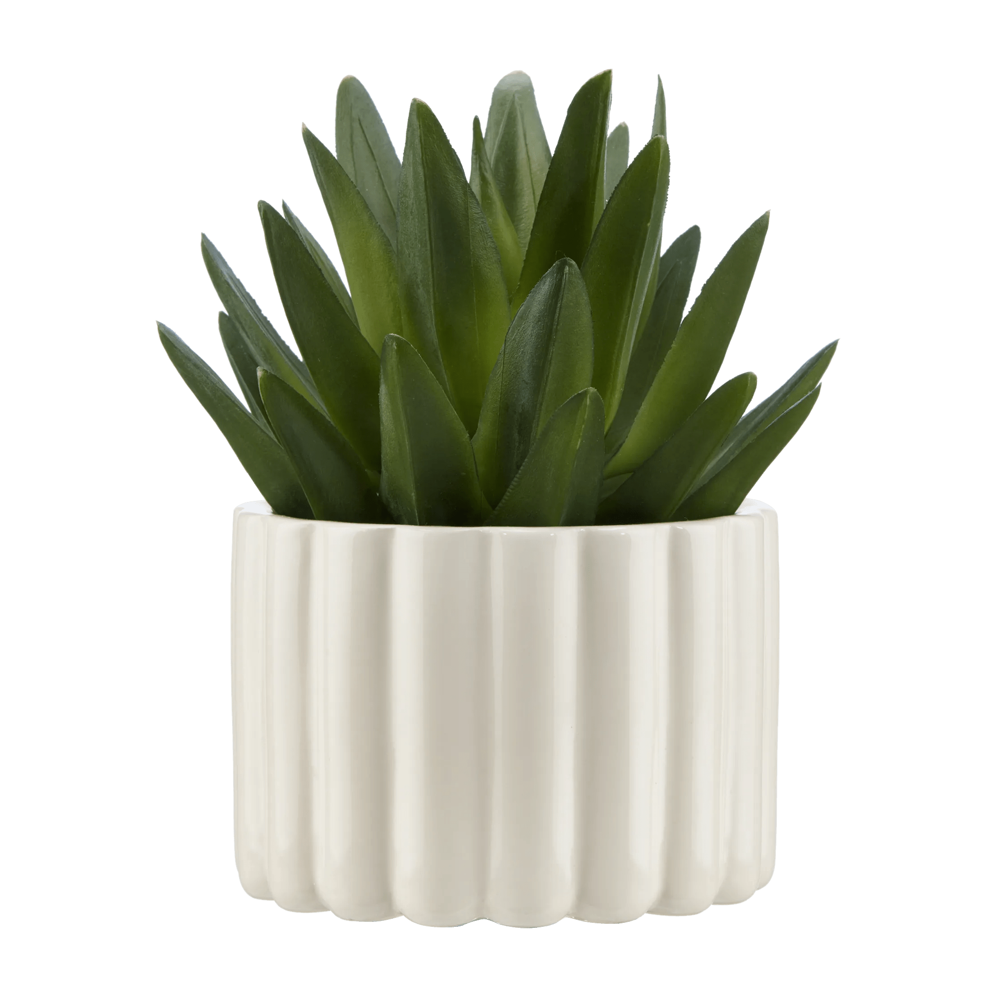 Agave in Pot