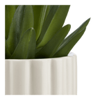Agave in Pot