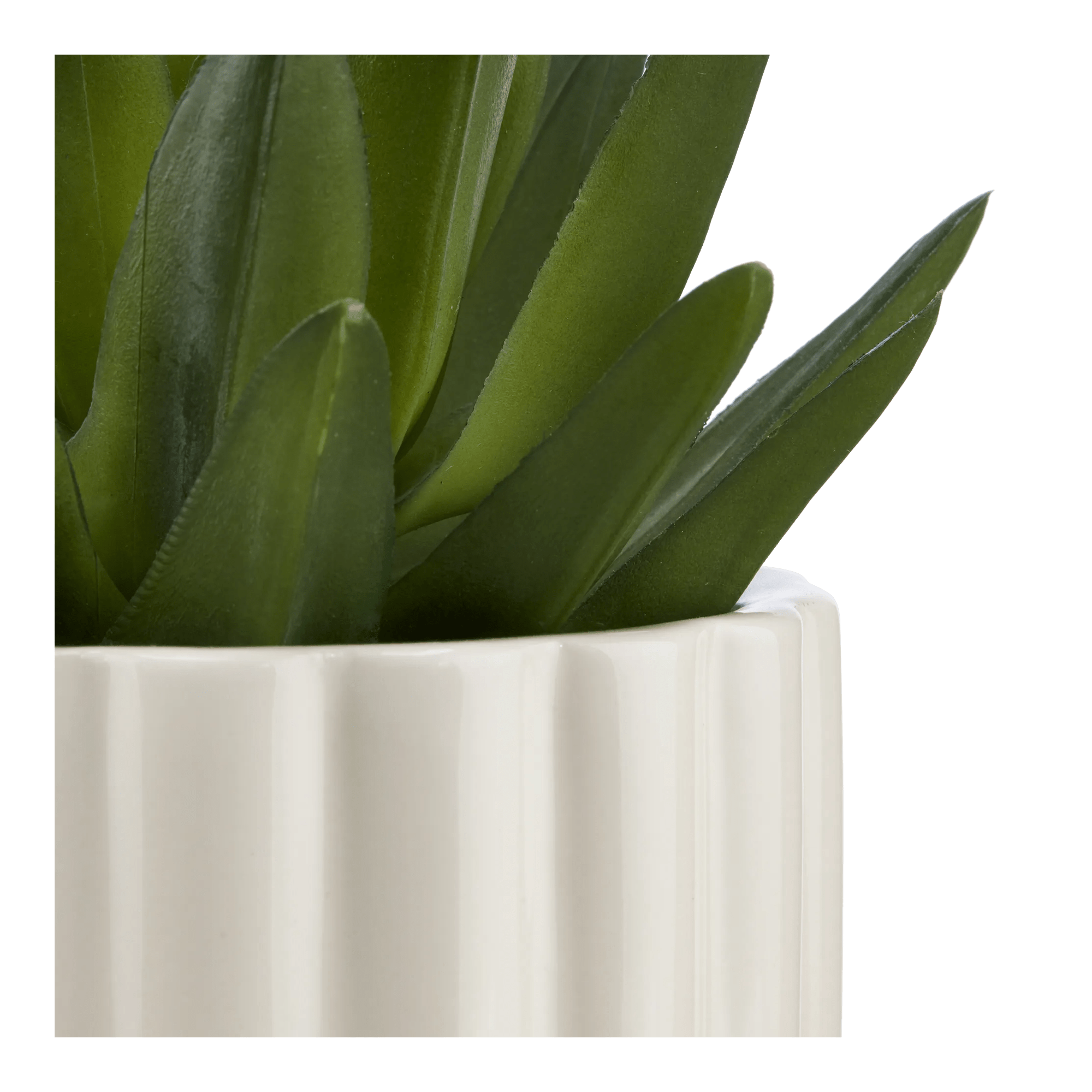 Agave in Pot