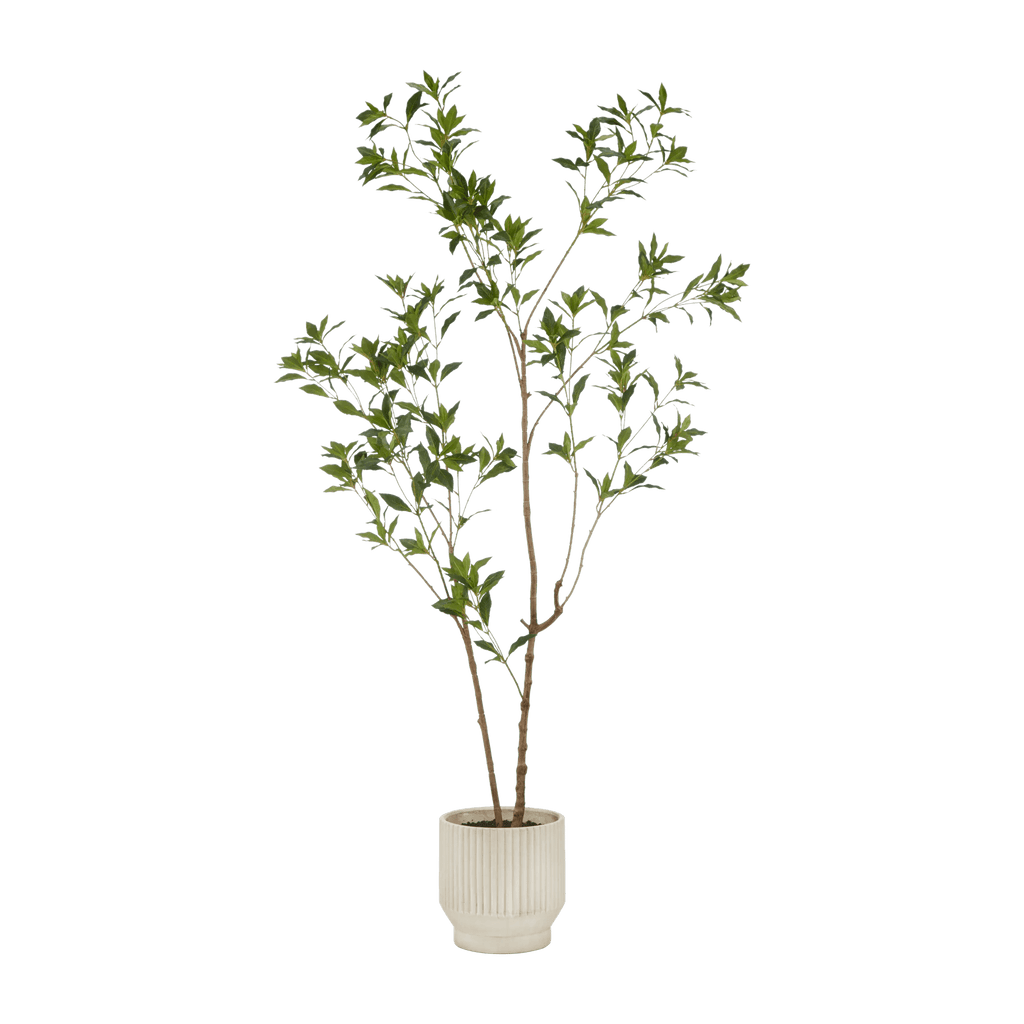 Japanese Pieris Tree