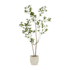 Japanese Pieris Tree