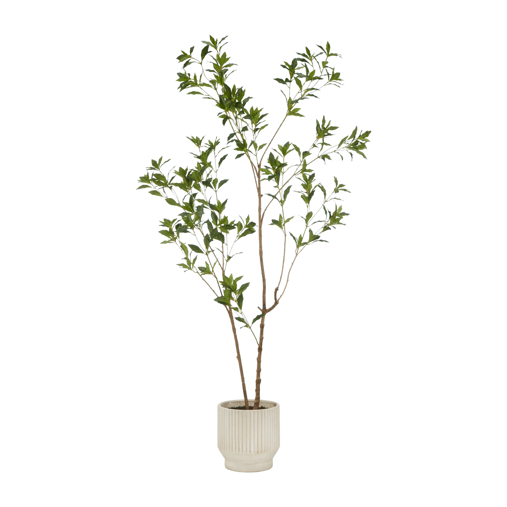 Japanese Pieris Tree