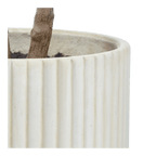 Japanese Pieris Tree