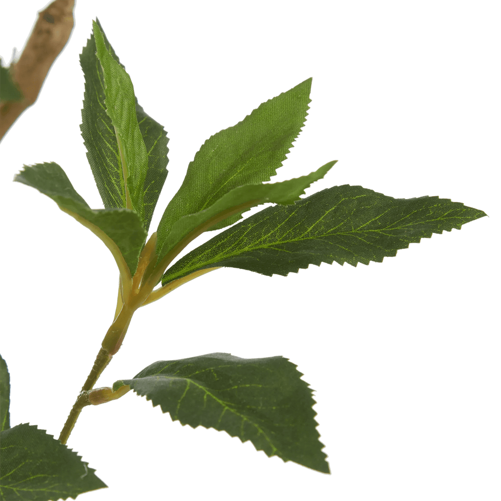 Japanese Pieris Tree