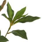 Japanese Pieris Tree