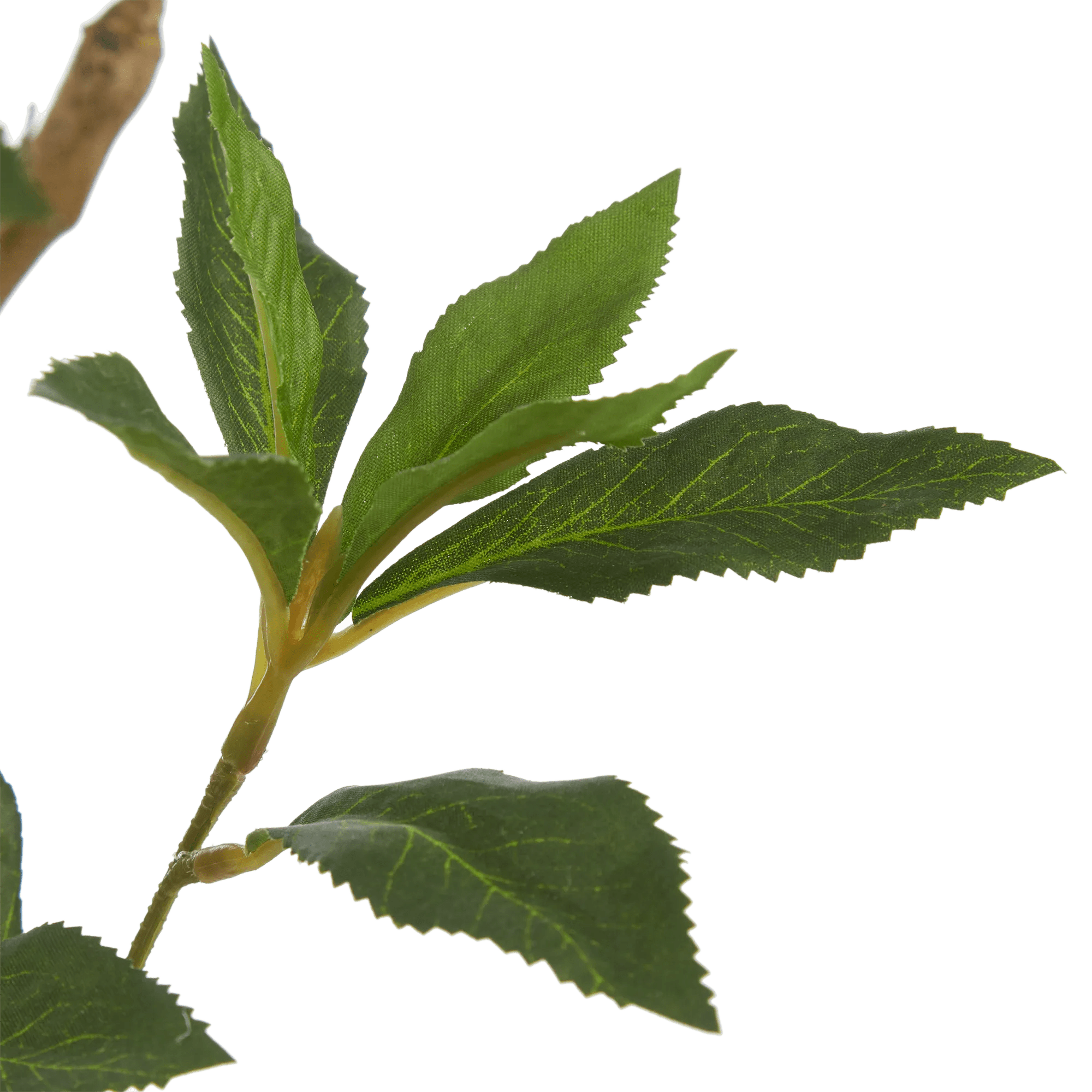 Japanese Pieris Tree