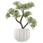 Lotus in Ceramic Pot