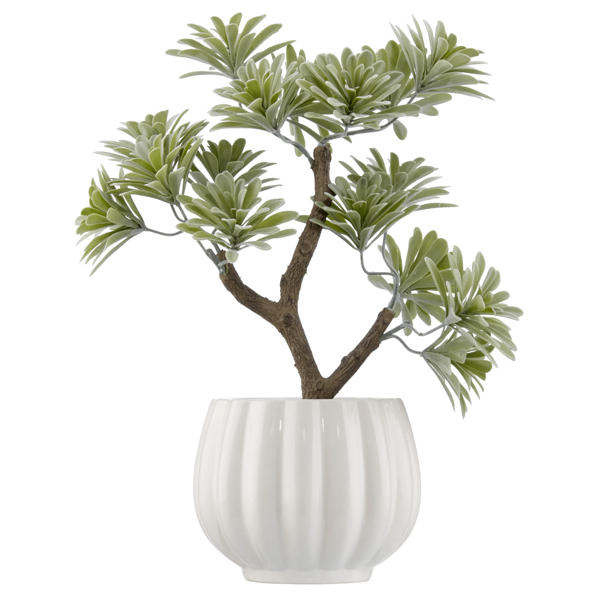 Lotus in Ceramic Pot