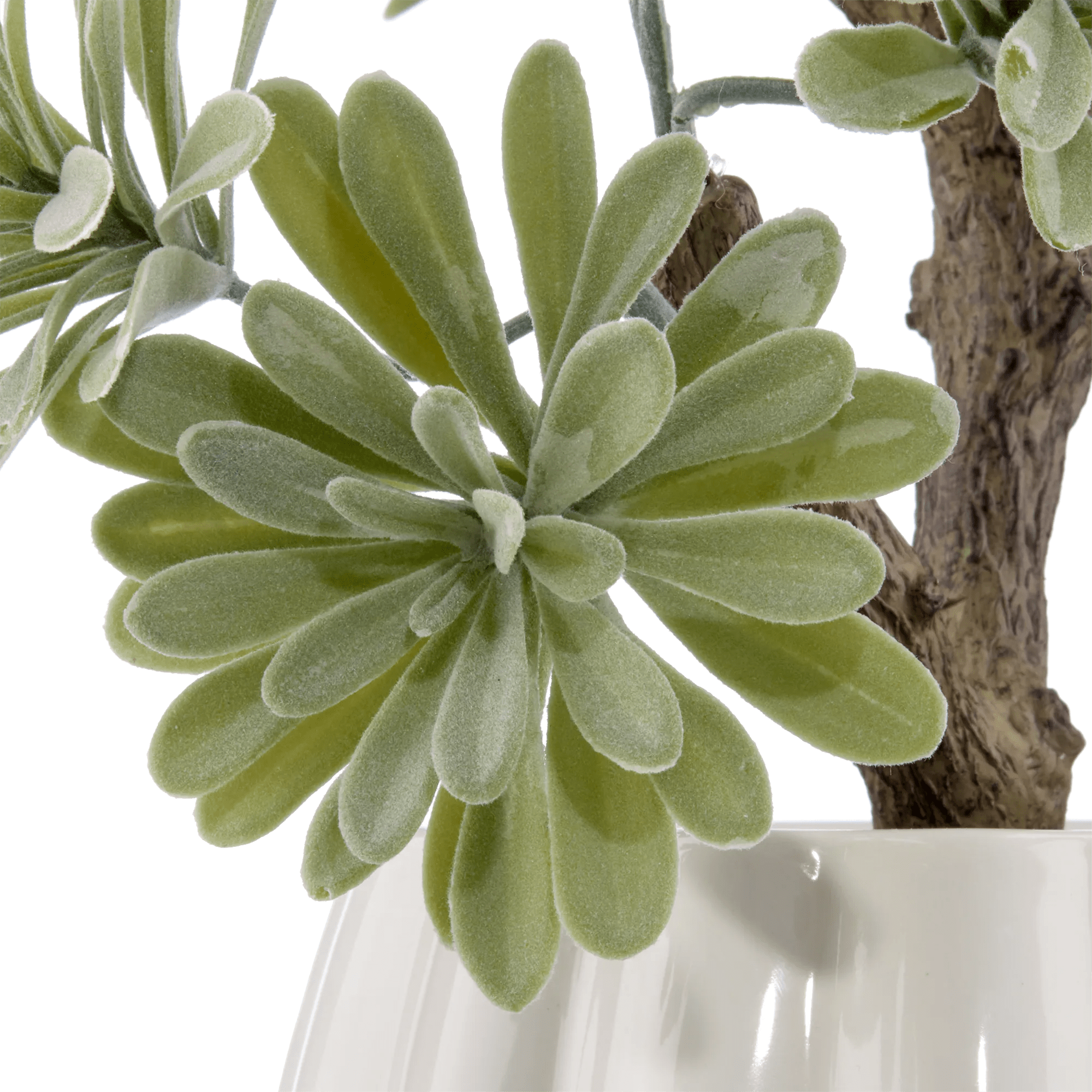 Lotus in Ceramic Pot