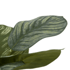 Artificial Plant in Striped Ceramic Pot