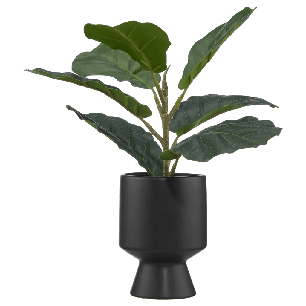 Ficus in black ceramic pot