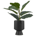 Ficus in black ceramic pot