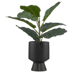 Ficus in black ceramic pot