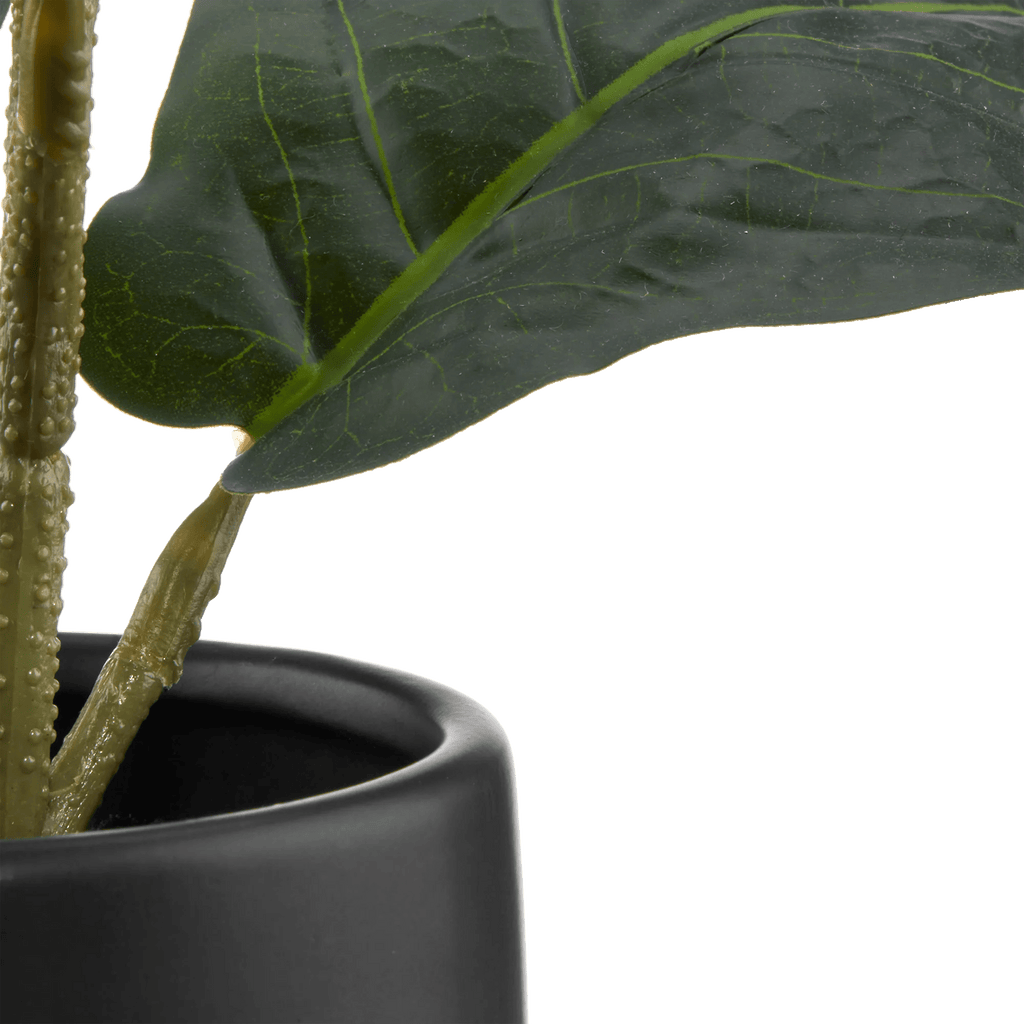 Ficus in black ceramic pot