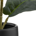 Ficus in black ceramic pot