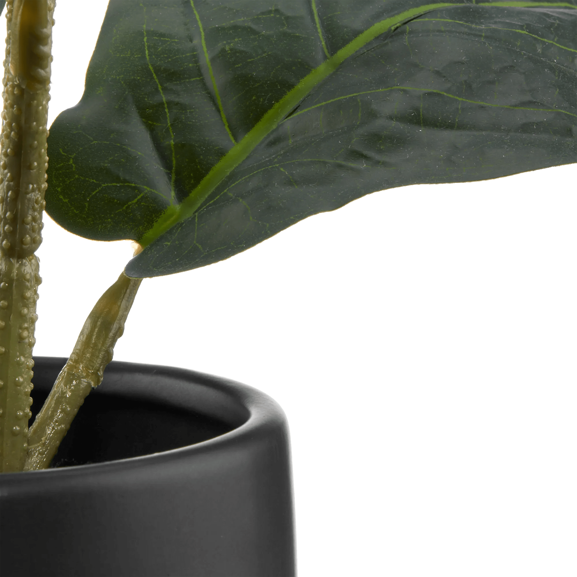 Ficus in black ceramic pot