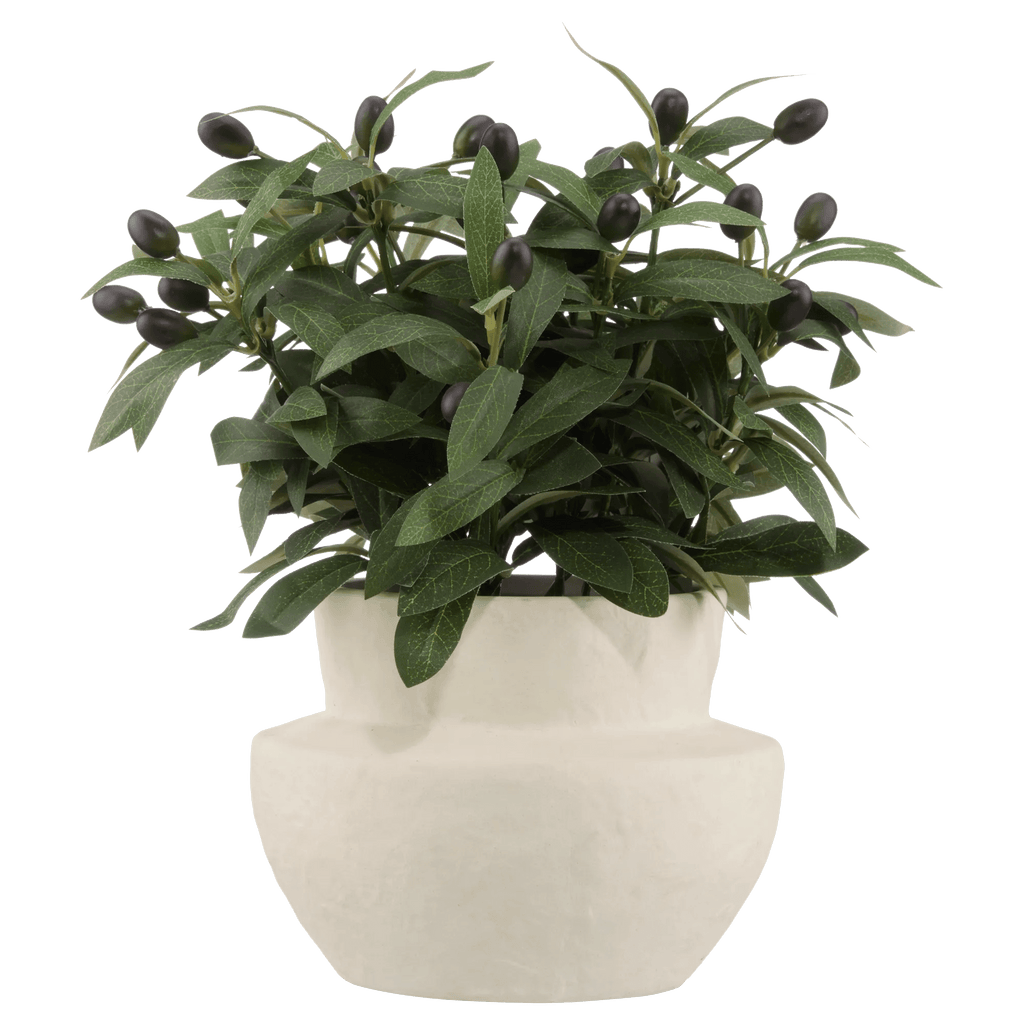 Olive Plant in Ceramic Pot