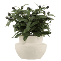 Olive Plant in Ceramic Pot