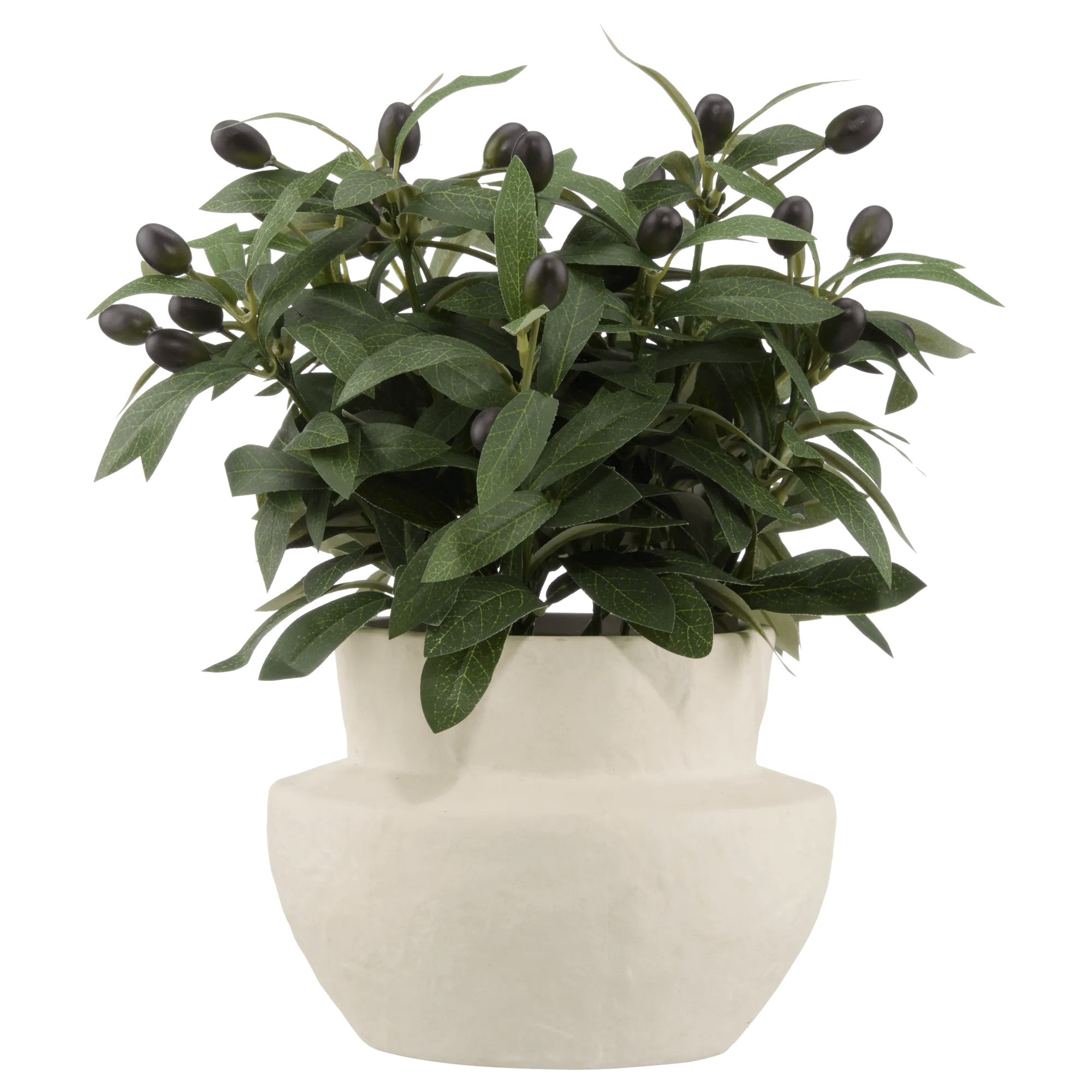 Olive Plant in Ceramic Pot