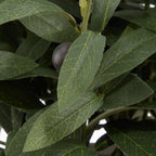 Olive Plant in Ceramic Pot